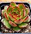 Echeveria puli lindsayana - Imagem 2