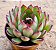 Echeveria puli lindsayana - Imagem 1