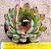 Echeveria puli lindsayana - Imagem 2