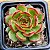 Echeveria puli lindsayana - Imagem 1