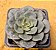 Echeveria moranii - Imagem 1