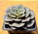 Echeveria moranii - Imagem 2