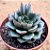 Echeveria moranii - Imagem 2