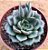 Echeveria moranii - Imagem 1