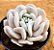 Echeveria exótica - Imagem 1