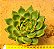 Echeveria agavoides water lily - Imagem 1