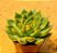 Echeveria agavoides water lily - Imagem 2