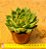 Echeveria agavoides water lily - Imagem 3
