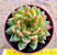 Echeveria agavoides water lily - Imagem 2