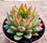 Echeveria agavoides water lily - Imagem 1