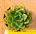 Echeveria seiten botan - Imagem 6