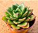 Echeveria seiten botan - Imagem 1