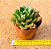 Echeveria seiten botan - Imagem 3