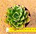 Echeveria seiten botan - Imagem 2