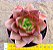 Echeveria seiten botan - Imagem 5