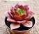 Echeveria seiten botan - Imagem 4