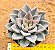 Echeveria silver queen - Imagem 1