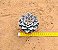 Echeveria silver queen - Imagem 3