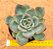 Echeveria fire pila - Imagem 1