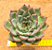 Echeveria fire pila - Imagem 1