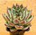 Echeveria fire pila - Imagem 2