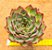 Echeveria fire pila - Imagem 5