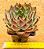 Echeveria fire pila - Imagem 6