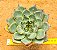 Echeveria fire pila - Imagem 3