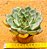 Echeveria fire pila - Imagem 4
