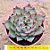 Echeveria fire pila - Imagem 1