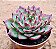Echeveria fire pila - Imagem 2