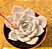 Echeveria lia - Imagem 2