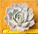 Echeveria lia - Imagem 1