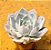 Echeveria lia - Imagem 2