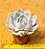 Echeveria lia - Imagem 3