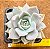 Echeveria lia - Imagem 1