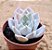 Echeveria lia - Imagem 1