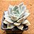 Echeveria lia - Imagem 2