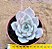 Echeveria lia - Imagem 2