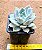 Echeveria lia - Imagem 3
