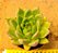 Echeveria agavoides Estrela - Imagem 3