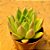 Echeveria agavoides Estrela - Imagem 1