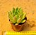 Echeveria agavoides Estrela - Imagem 4