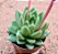 Echeveria agavoides Estrela - Imagem 2