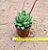 Echeveria agavoides Estrela - Imagem 3