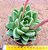 Echeveria agavoides Estrela - Imagem 1