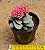 Crassula morgans beauty - Imagem 3