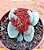 Crassula morgans beauty - Imagem 1
