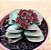 Crassula morgans beauty - Imagem 1