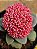 Crassula morgans beauty - Imagem 4